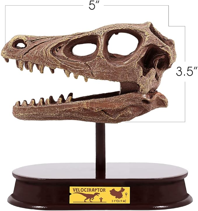 ArtCreativity Dinosaur Excavation Kit for Kids, Velociraptor Skull Excavating Set with Fossil Digging Tools and Stand, Fun Science Activity Toy, Educational Dinosaur Gift for Boys and Girls