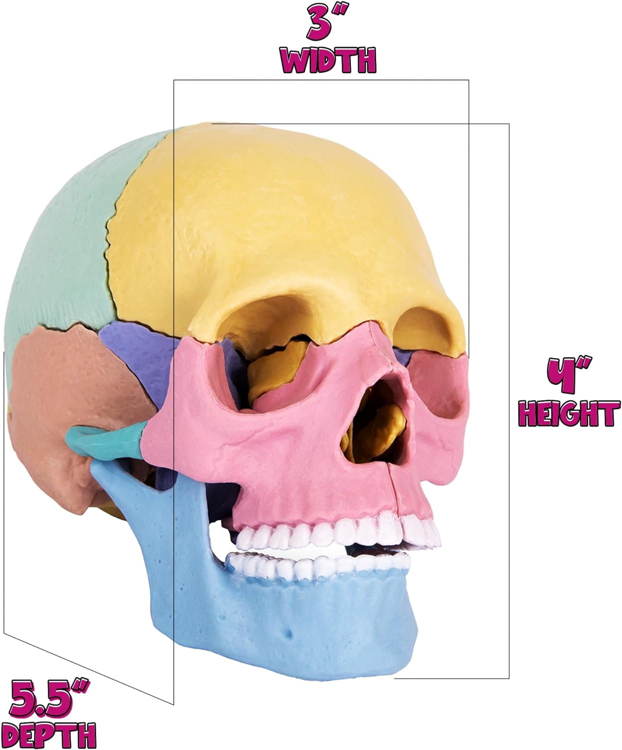 ArtCreativity Anatomical Skull Puzzle - Human Skull Model Puzzle with 17 Pieces - 10 Educational Cards with Instructions - Kids Anatomy Toys Ages 8 and Up - Anatomy Study Tools for Science Class