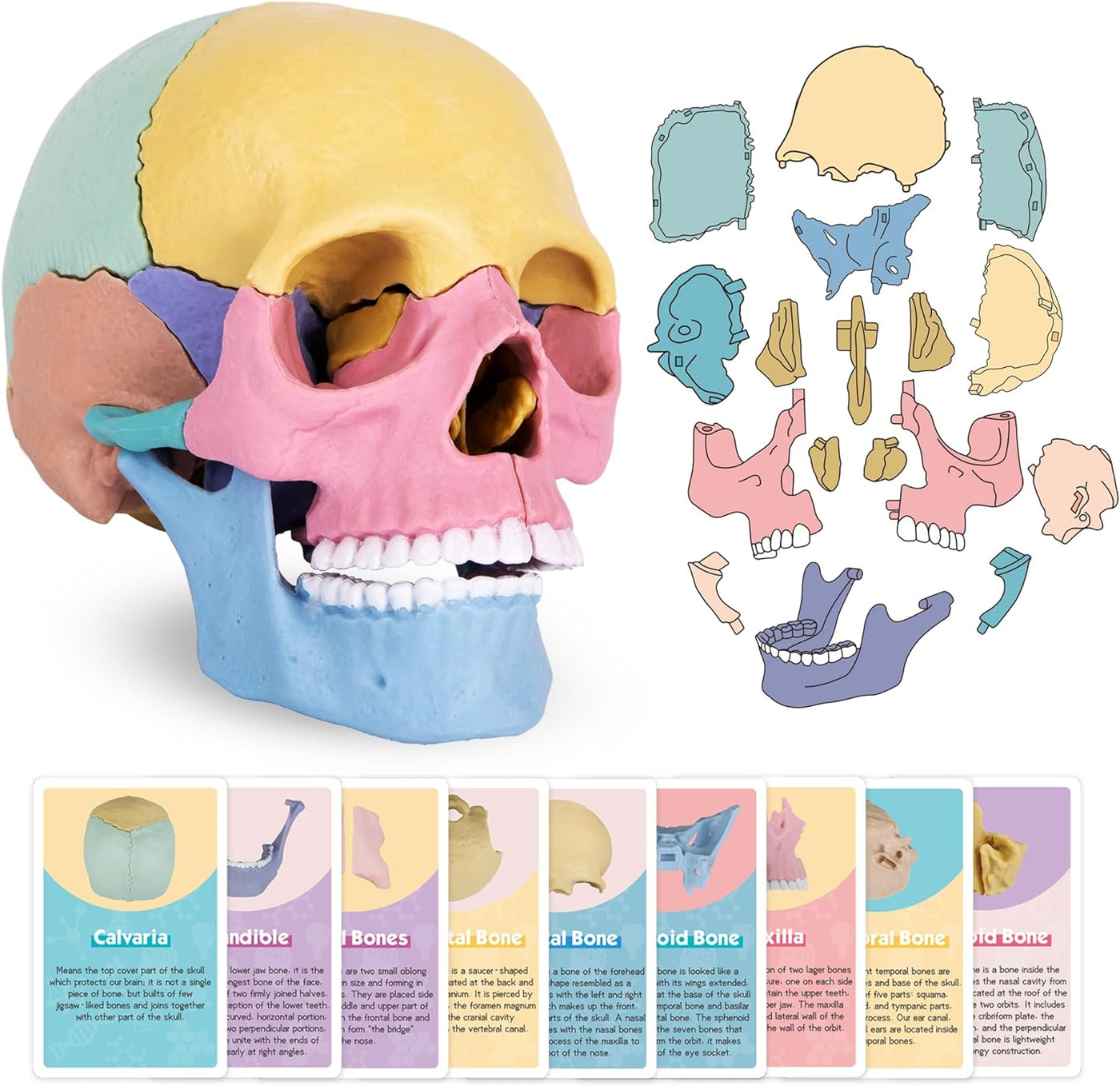 ArtCreativity Anatomical Skull Puzzle - Human Skull Model Puzzle with 17 Pieces - 10 Educational Cards with Instructions - Kids Anatomy Toys Ages 8 and Up - Anatomy Study Tools for Science Class