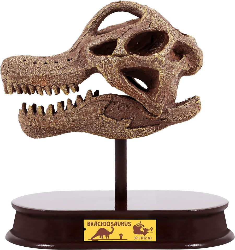 ArtCreativity Dinosaur Excavation Kit for Kids, Brachiosaurus Skull Excavating Set with Fossil Digging Tools and Stand, Fun Science Activity Toy, Educational Dinosaur Gift for Boys and Girls